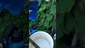 Приготовление раствора .Сто гр купороса и гашенная  известь