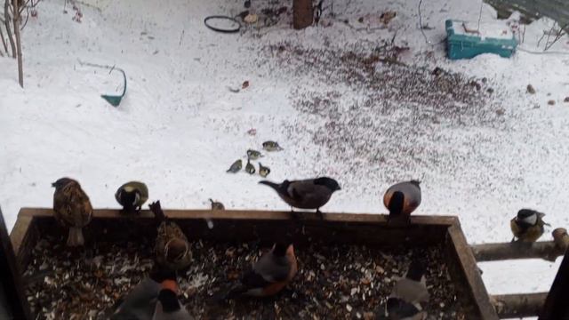 Вечером похолодало, подкармливаем малышей. смотреть онлайн