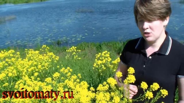 Сурепка – лекарственные свойства и применение смотреть онлайн