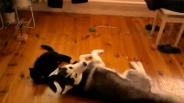 Хаски. Царина и жужа опять чудят.mp4 смотреть онлайн