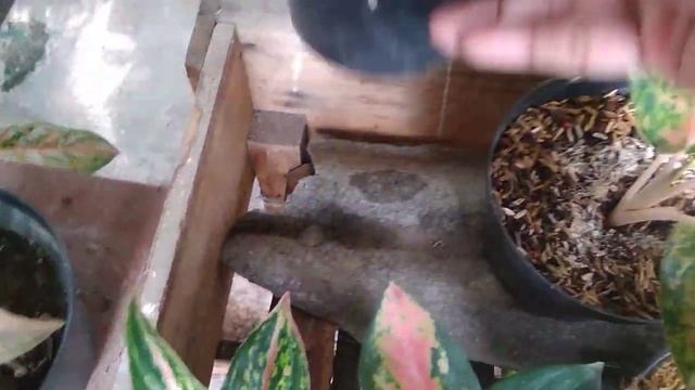 The Right Way to Place Aglaonema смотреть онлайн