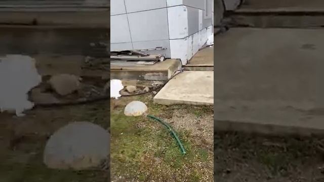 (1250тр)(99764)Mercedes-Benz axor 2016, г. Новороссийск смотреть онлайн