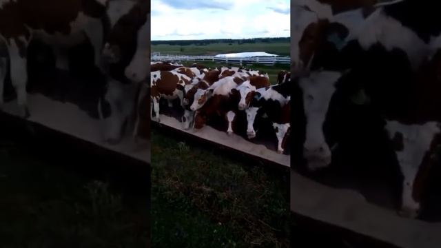 Бычки 112 голов, порода Красная Пестрая, средний вес 120 кг, не кастраты. смотреть онлайн