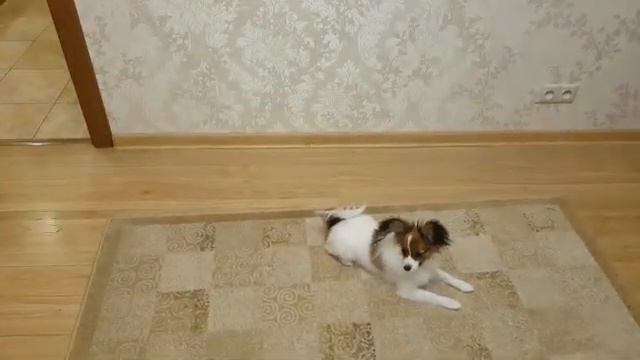 Папильон дрессировка смотреть онлайн