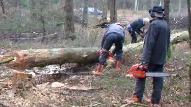 Removing dangerous widow maker tree смотреть онлайн