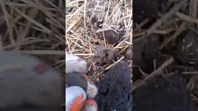 Гарячі камені і кераміка??? Легко!!! Кощей Х45 знаходить монети навіть серед них!!! смотреть онлайн