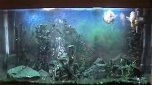 МОЙ АКВАРИУМ НА 500 ЛИТРОВ:АСТРОНОТУСЫ.