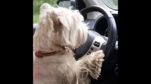 Животные ездят за рулем - коты и собаки