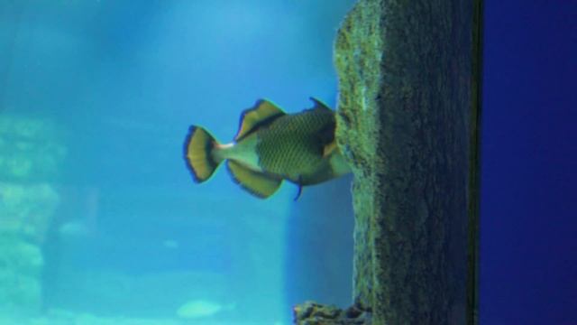 Новые обитатели Москвариума смотреть онлайн