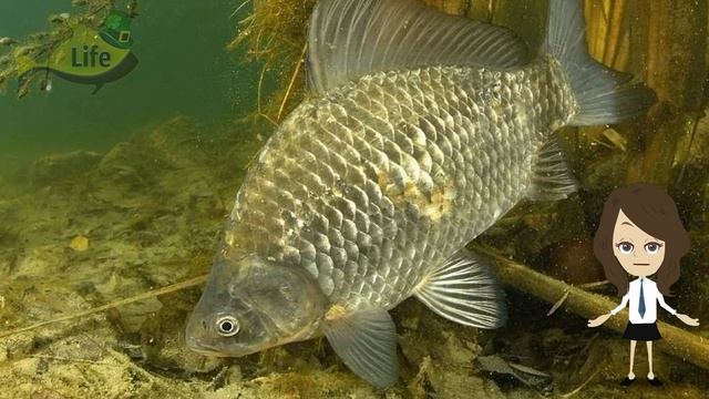 Секреты ловли крупного карася весной после схода льда! Влияние погоды на клев карася ранней весной! смотреть онлайн