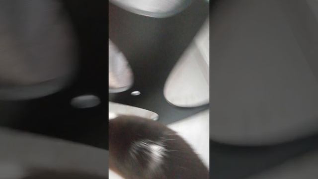 Новый кот к нам мчится. Новый кот стучится! смотреть онлайн