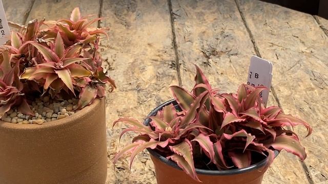 Cryptanthus cv. "Pink Pineapple" or "Earth Star" смотреть онлайн