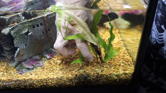 55 Gallon AQUARIUM RE Scape | CICHLIDS | PLECOS | CARING FOR JAVA FERN PLANT смотреть онлайн