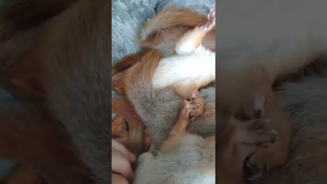 вот как белочки спят / Смешные и забавные зверюшки смотреть онлайн