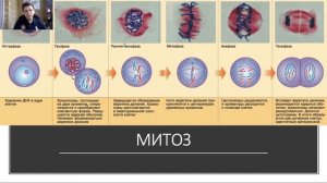 Клеточный цикл, деление клетки (митоз, мейоз, амитоз)
