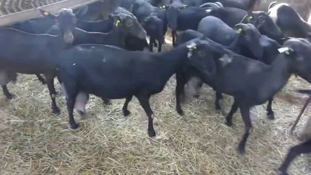 МиМиМиКо Козы Мурсия Гранада (Murcia Granada) смотреть онлайн