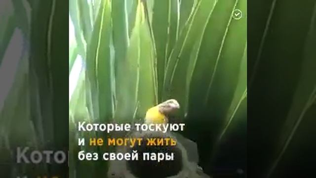 Ткачики - наверное, самые верные супруги на этой планете. Кто будет утверждать, что у них нет души? смотреть онлайн