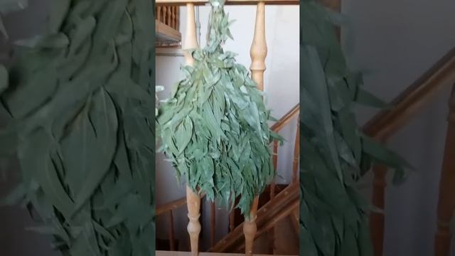 Обзор эвкалиптового веника