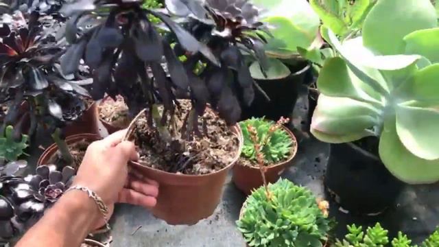 Visitando um Garden na Espanha смотреть онлайн