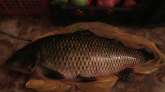 Карпы в бесхозном пруду: секретный эксперимент (20 серия) смотреть онлайн