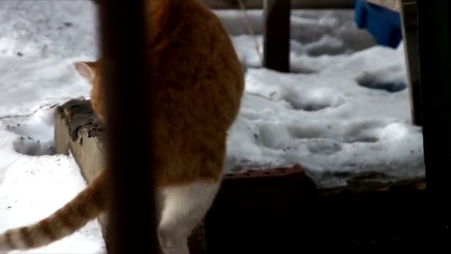 SONY NEX-VG10.mpg смотреть онлайн