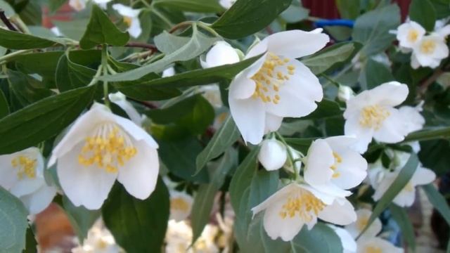 Гендель Георг Фридерик Прибытие царицы Савской .Jasmine.Жасмин. смотреть онлайн