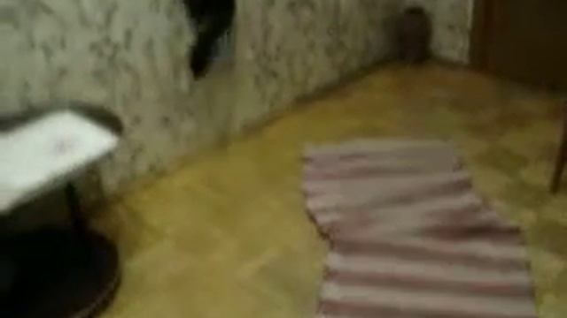 кошка бегает смотреть онлайн