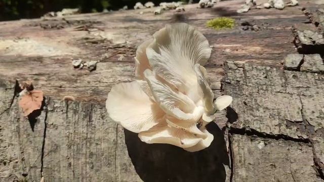 Лёгочная Вёшенка в Черном лесу | Легочная Вешенка для мариновки | В лес за съедобными грибами смотреть онлайн