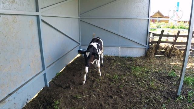 Забой трёх породного гибрида ( F1- Пьетрен-Макстер) смотреть онлайн