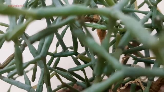 Хатиора - танцующие кости