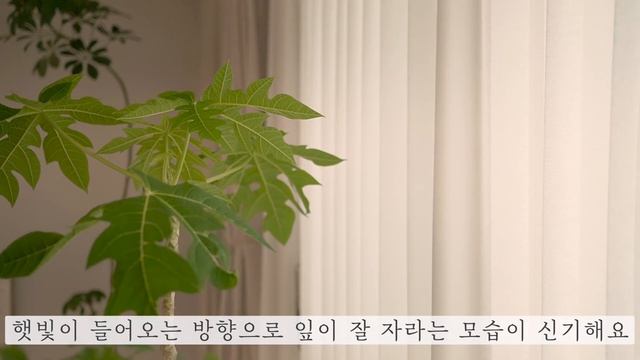 SUB) 예쁜집 플랜테리어 추천 식물 20가지 ? 키우기 쉽고 잘 자라는 실내 공기정화식물 Houseplants tour ? 20 indoor plants смотреть онлайн