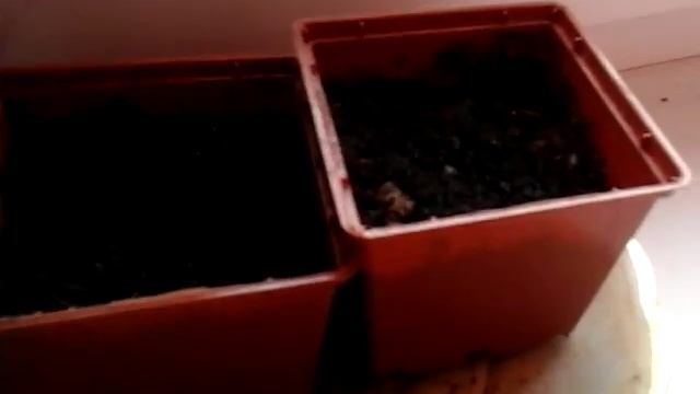 Выращиваем баклажаны на подоконнике смотреть онлайн