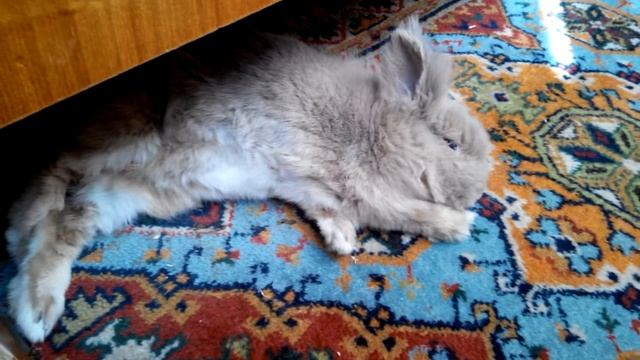 Кролик спит. смотреть онлайн