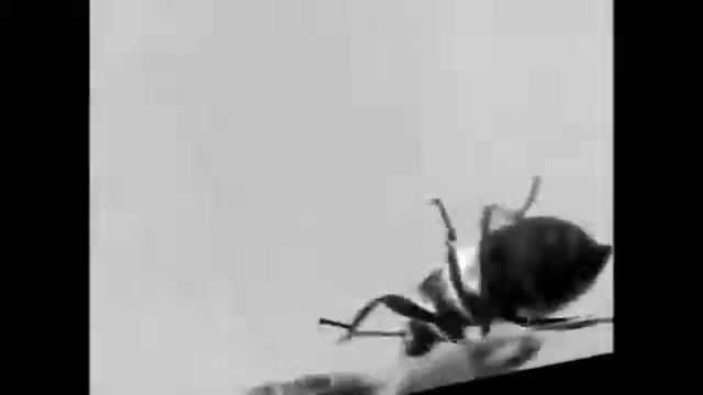 Ридекс Плюс Riddex Plus Pest Reject ультразвуковой отпугиватель грызунов и насекомых смотреть онлайн