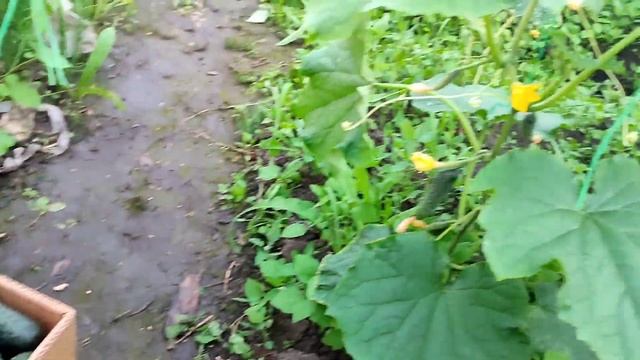 Подкормки и обработки огурцов смотреть онлайн