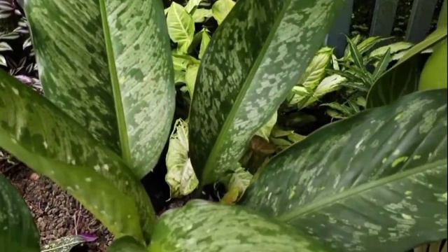 our Aglaonema plant varieties|ആരും കാണാതെ പോകരുത് смотреть онлайн