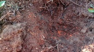 Почему сохнут листья у голубики ⁉️ Болезни ГОЛУБИКИ