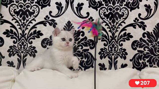 Little Kitten🐈⬛ Маленький Котёнок MAY. Fluffy Cats for Kids Maya and Pets VLOG Милый Котик Играет смотреть онлайн