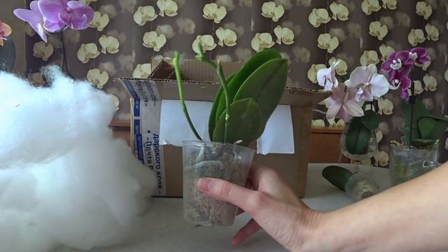 Что у меня случилось/ Ура! Пришла посылка с долгожданными орхидеями, Анаконда с бутонами, восторг!