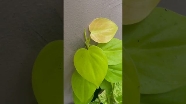 Philodendron Lemon lime new leaf is so colorful смотреть онлайн
