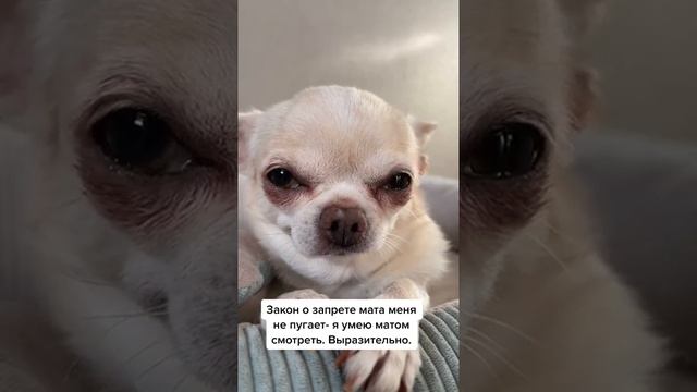 С 1 Февраля Запрещён Мат В Соц Сетях #рек #закон #chihuah 1379 смотреть онлайн