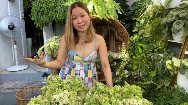 PLANT HAUL + Bad experience from a seller || Expectation vs Reality || ROMA SO смотреть онлайн