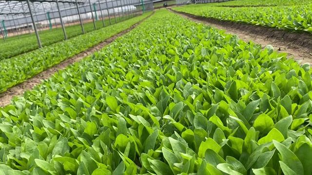 шпинат2020.mp4 смотреть онлайн