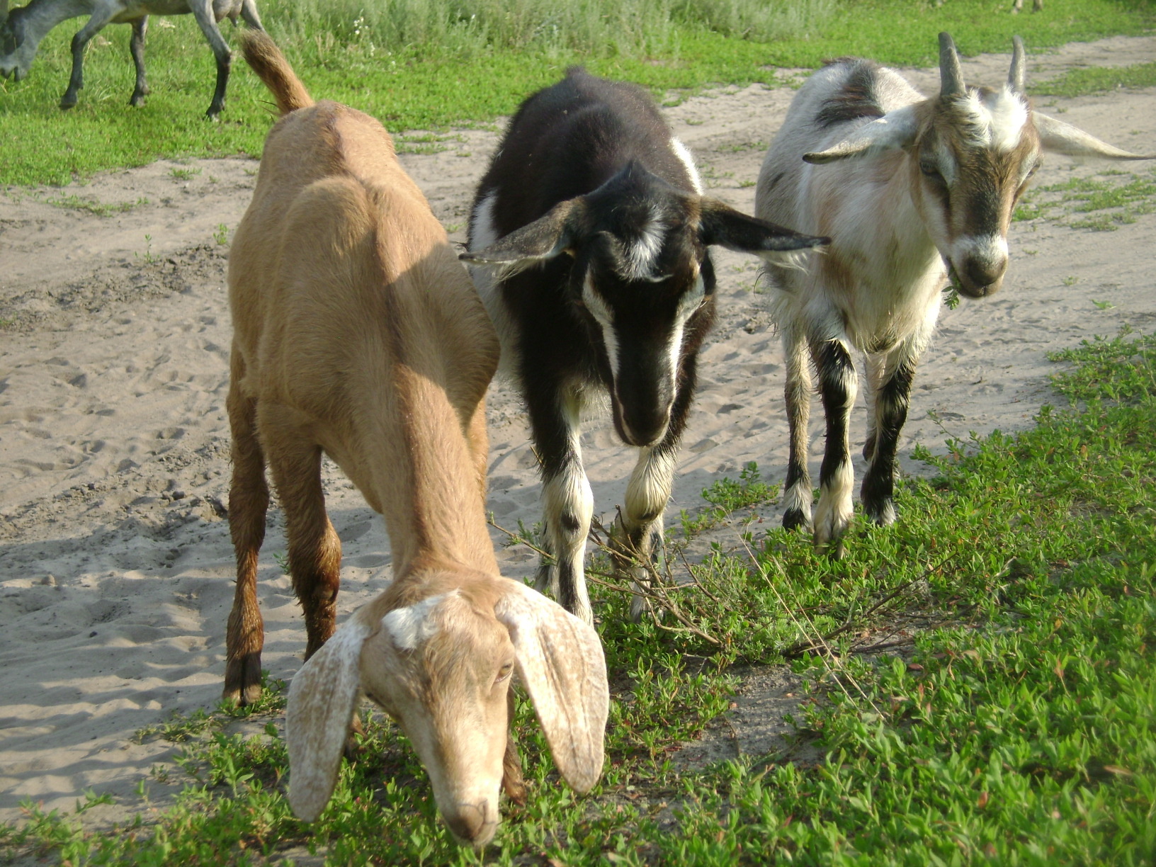 Родословная мужа. Свекровь делится воспоминаниями о советском времени. Как прошёл переезд с Украины смотреть онлайн