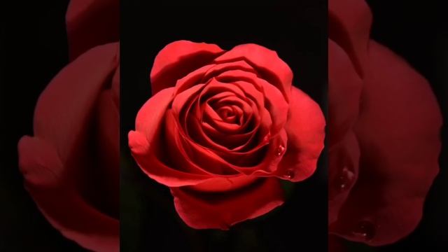 Что означает алый цвет розы? #shorts смотреть онлайн