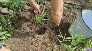 Юкка нитчатая. Размножение юкки