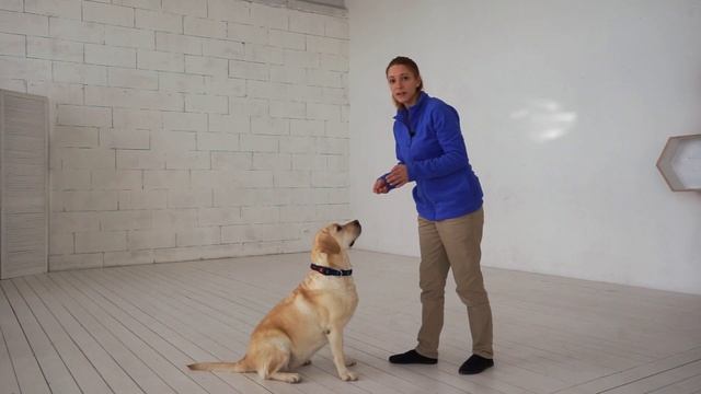 Выполнение команды "Рядом" с усадкой собаки. Как научить собаку показывать зубы? (Урок 4) смотреть онлайн