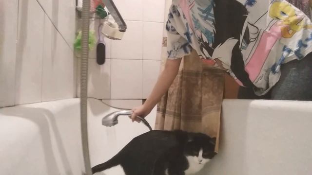 Купаю кошку 10 минут смотреть онлайн