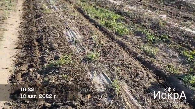 Сравнение мульчирующей пленки. Дорогой и бюджетный варианты. смотреть онлайн