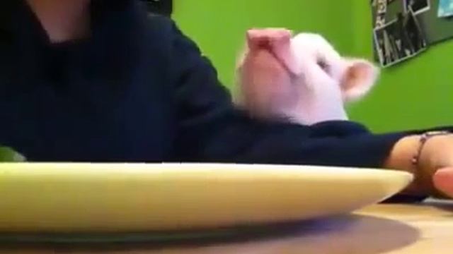 Посади свинью за стол, а она и ноги на стол? смотреть онлайн